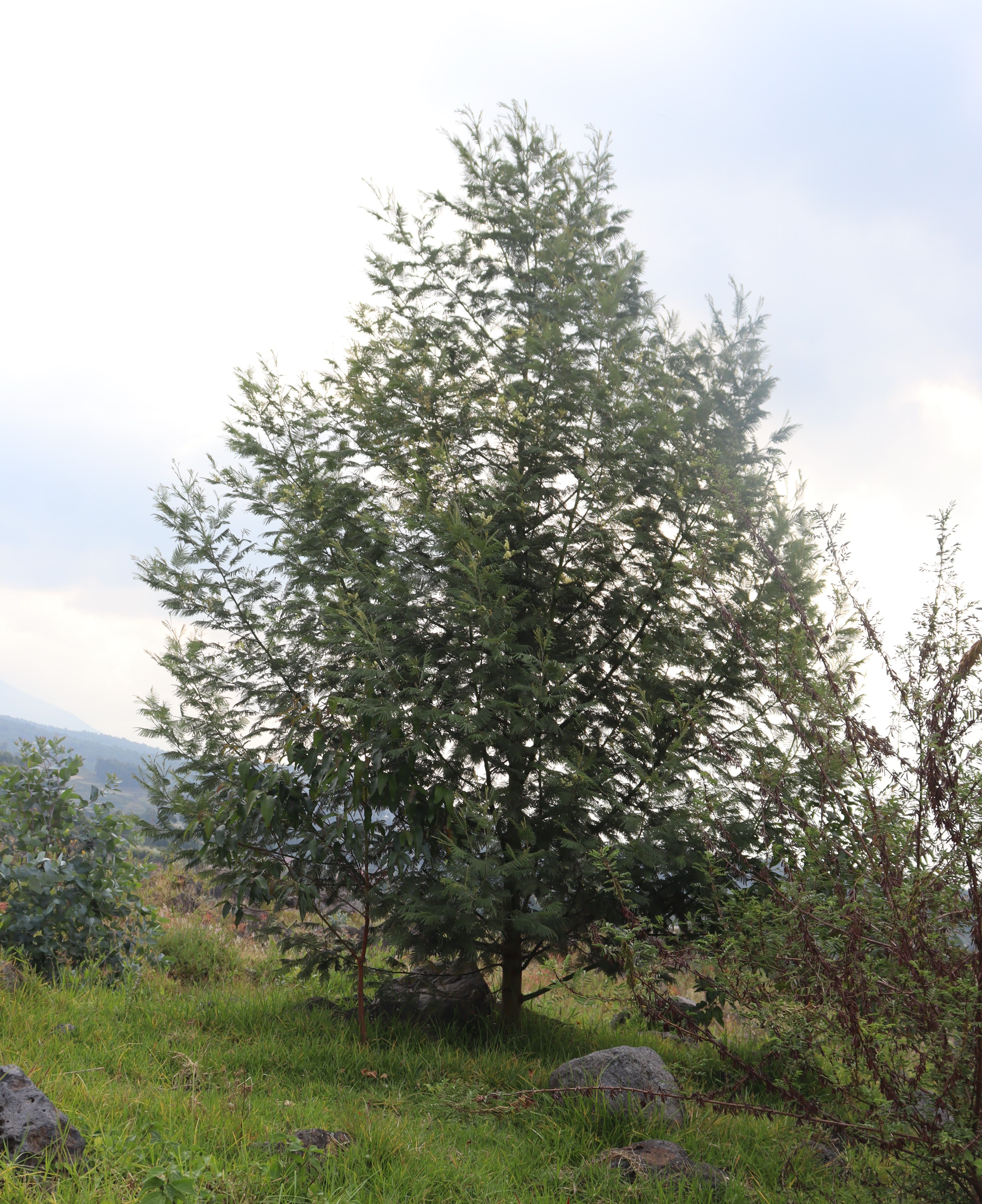 Acacia Regeneration
